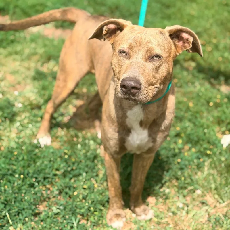 A young medium-sized female Brindle Mixed Breed dog named Fiona aka Skye for adoption in Huntington, WV