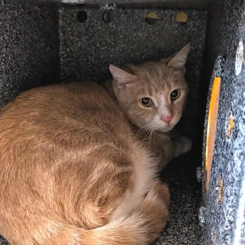 An adult large-sized female Buff / Tan / Fawn Domestic Short Hair cat named Blanch for adoption in Birdsboro, PA