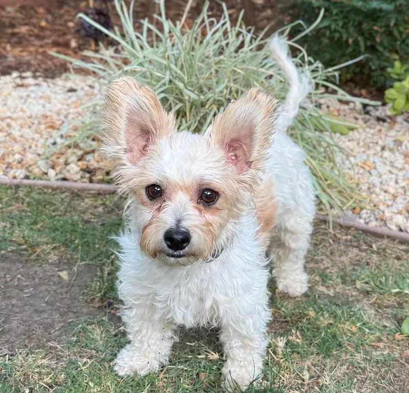 An adult small-sized female Maltese dog named Lemonade for adoption in Palo Alto, CA