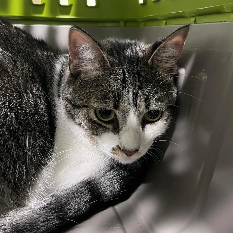 A young medium-sized female Gray / Blue / Silver Domestic Short Hair cat named Josie for adoption in Tampa, FL