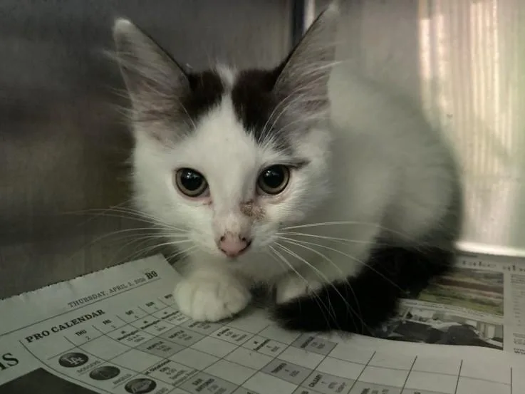 A baby small-sized male Domestic Short Hair cat named Tick Tock for adoption in Los Angeles, CA