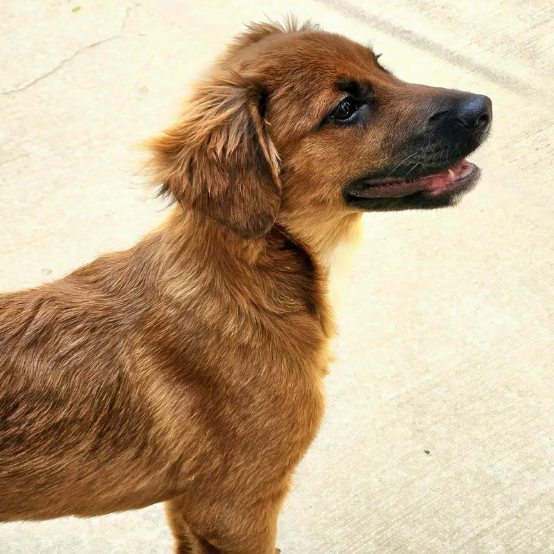 A baby small-sized female Red / Chestnut / Orange Chihuahua dog named Kimchi for adoption in Chicago, IL