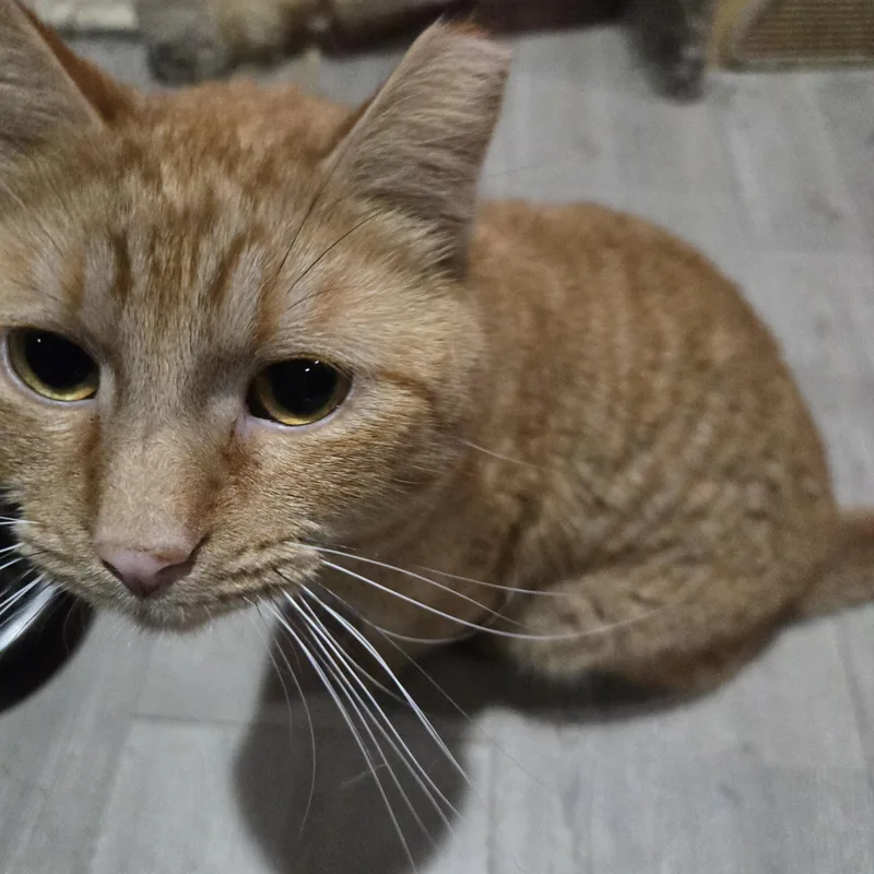A senior medium-sized male Orange / Red American Shorthair cat named Creamsicle for adoption in Toledo, OH