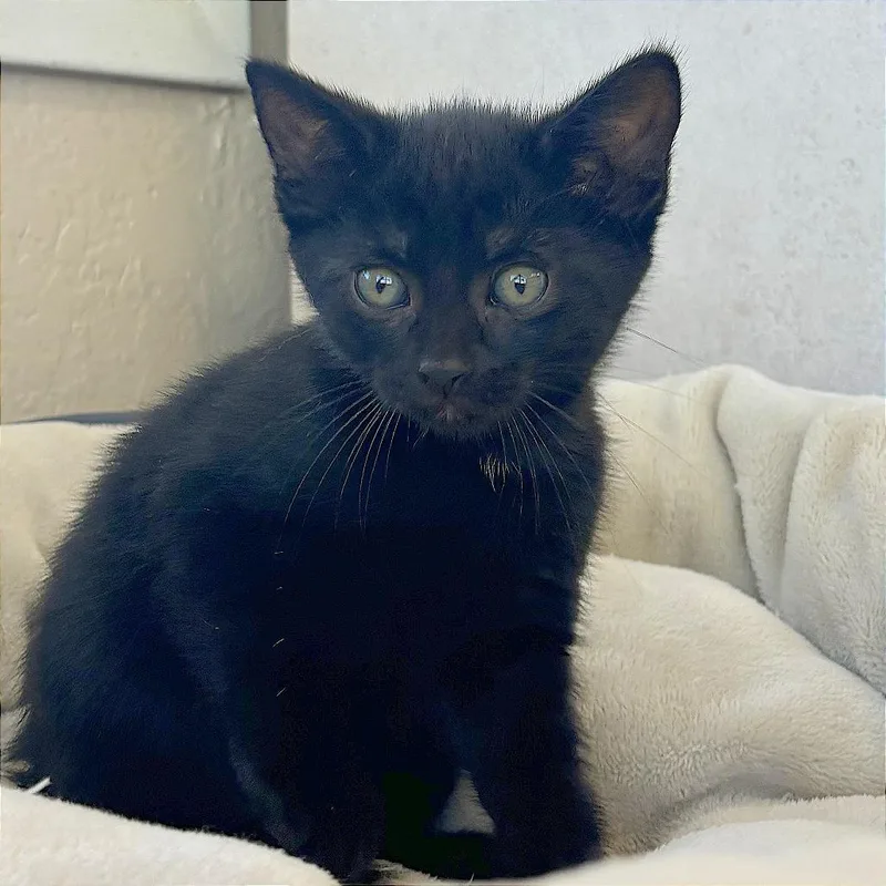 A baby small-sized female Black Domestic Short Hair cat named Lucky for adoption in Medford, OR