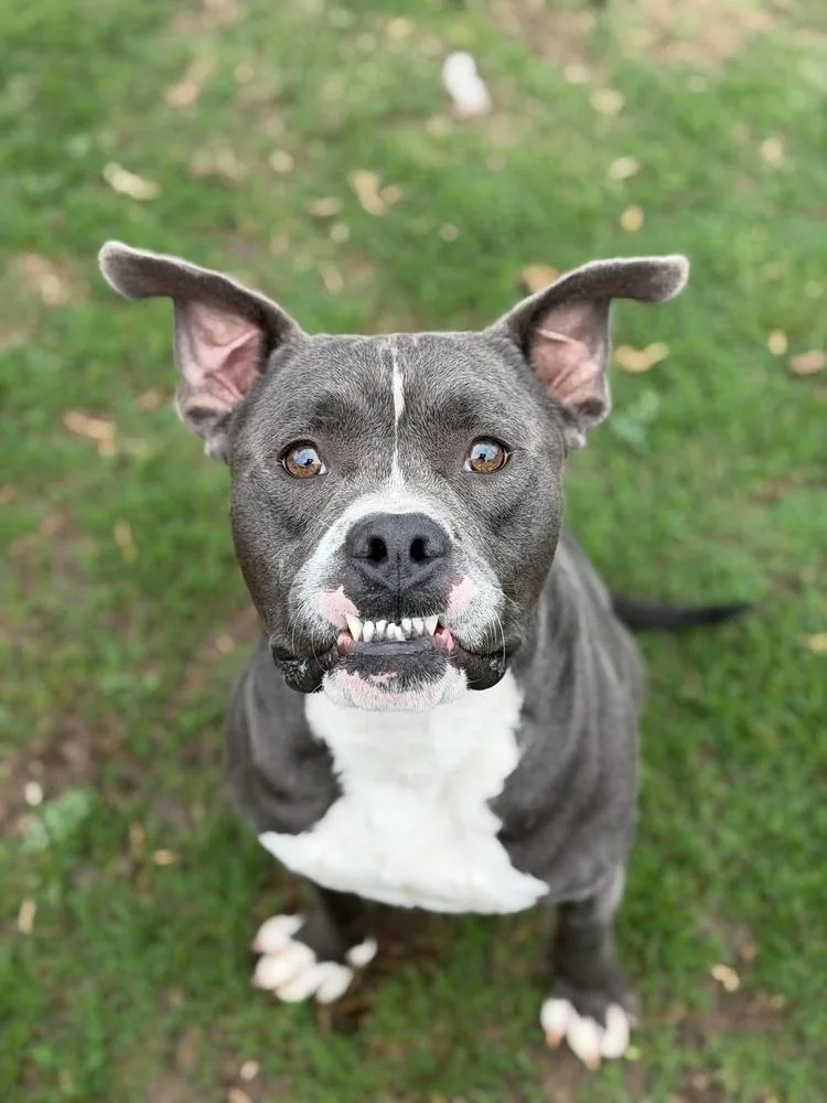 An adult large-sized male Gray / Blue / Silver Pit Bull Terrier dog named Donald for adoption in Dallas, TX