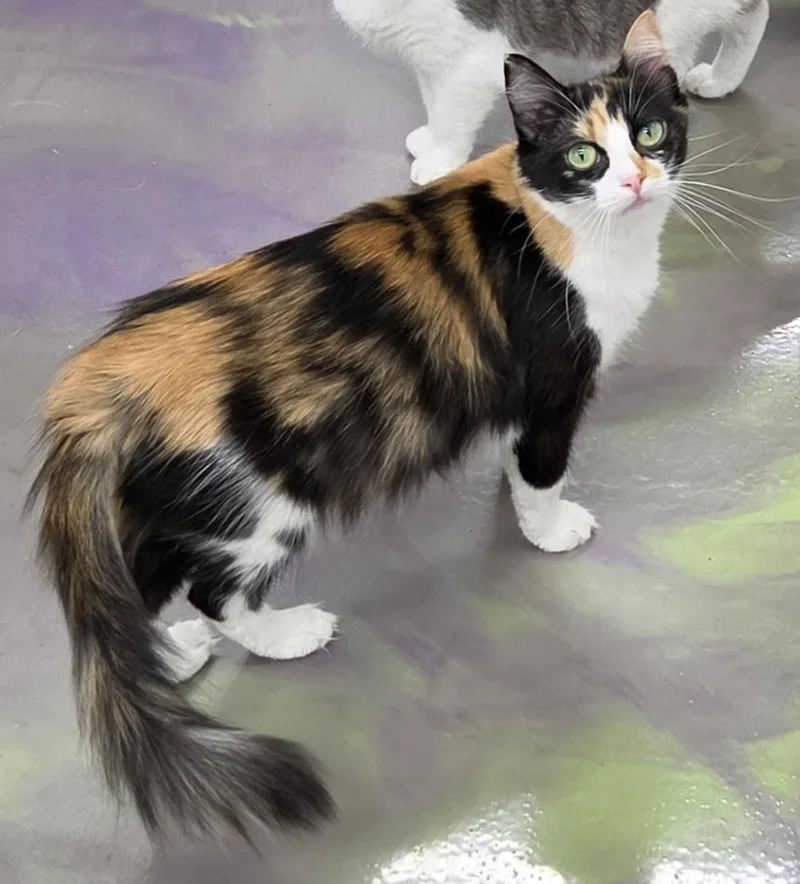 A young medium-sized female Calico cat named Darcee for adoption in Anna, IL