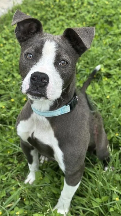 An adult medium-sized female American Staffordshire Terrier dog named Roo for adoption in San Antonio, TX