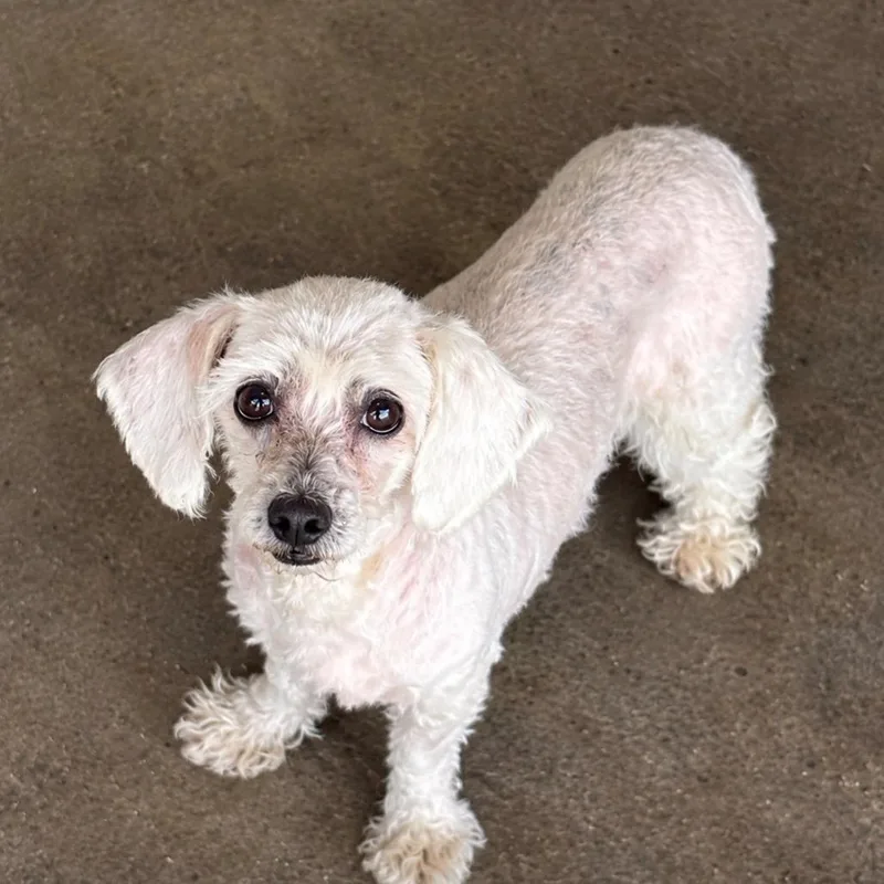 A senior small-sized female White / Cream Dachshund dog named Doodlebop for adoption in Houston, TX