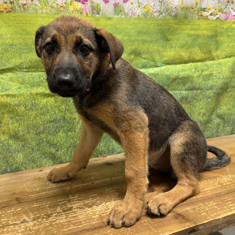 A baby small-sized female Shepherd dog named Jessica for adoption in Normal, IL