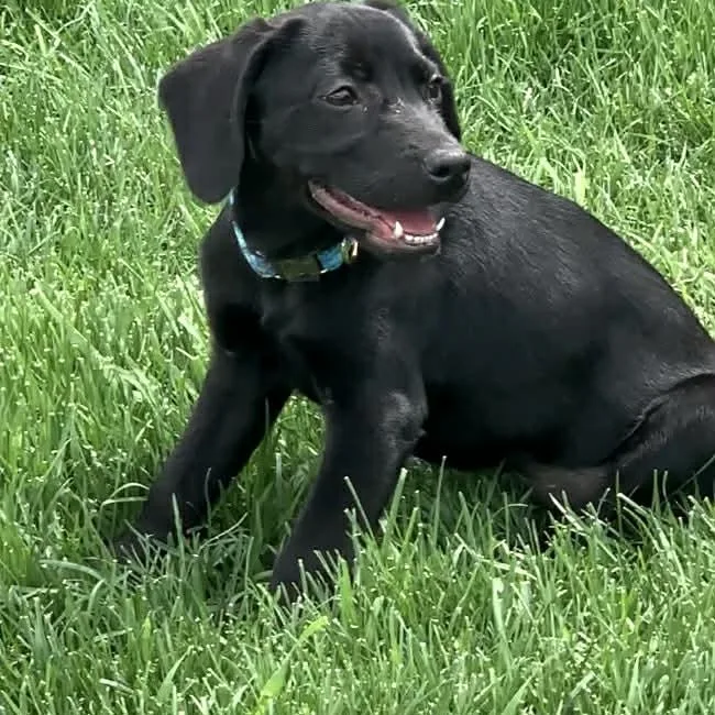 A baby medium-sized female Black Labrador Retriever dog named Cirrus for adoption in Evansville, WI