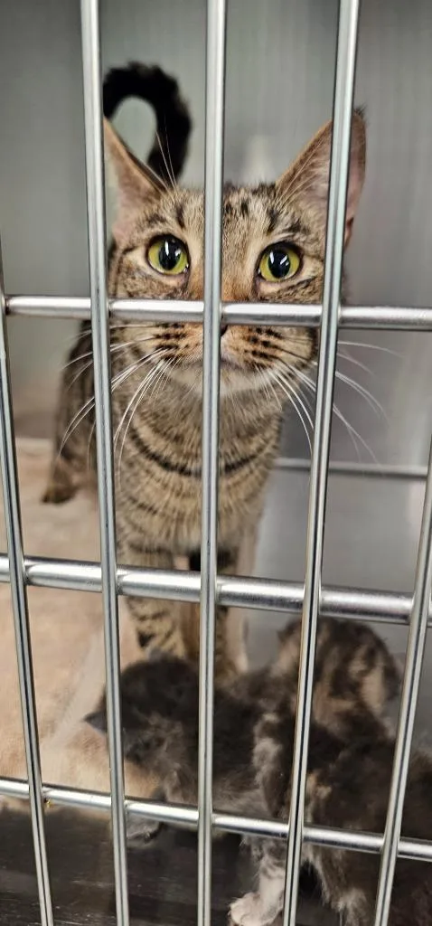 A young medium-sized female Domestic Short Hair cat named Abby for adoption in Athens, TN