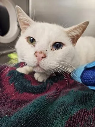 An adult small-sized male Domestic Short Hair cat named Frito for adoption in Scotia, NY