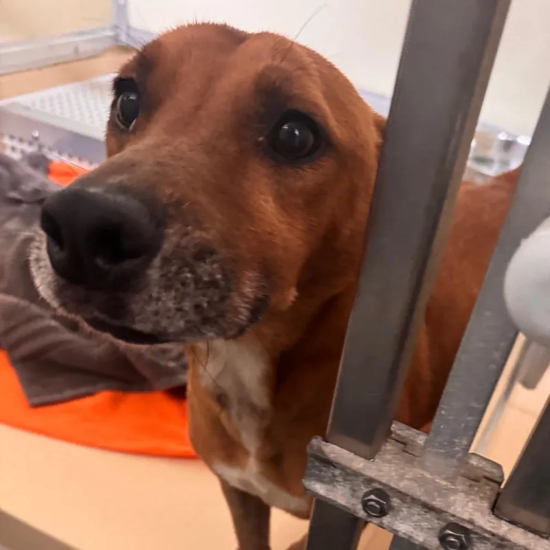 An adult medium-sized male Brown / Chocolate Miniature Dachshund dog named Shadow for adoption in Starkville, MS