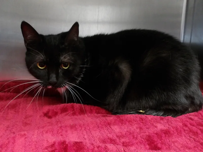 An adult extra large-sized female Domestic Short Hair cat named Phatty for adoption in Los Angeles, CA