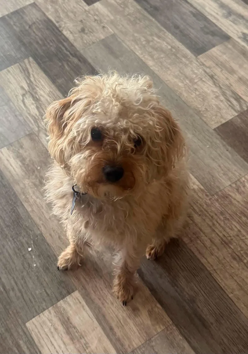 An adult small-sized male Apricot / Beige Poodle dog named Usher for adoption in Windom, MN
