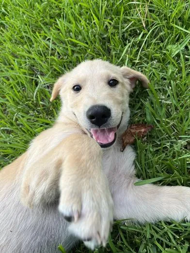 A baby medium-sized male Golden Labrador Retriever dog named Theodore for adoption in Liverpool, TX
