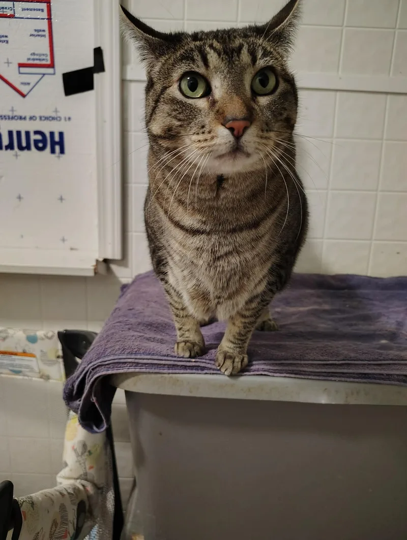 A senior large-sized female Tabby (Brown / Chocolate) Domestic Short Hair cat named Ringo for adoption in Oakville, WA
