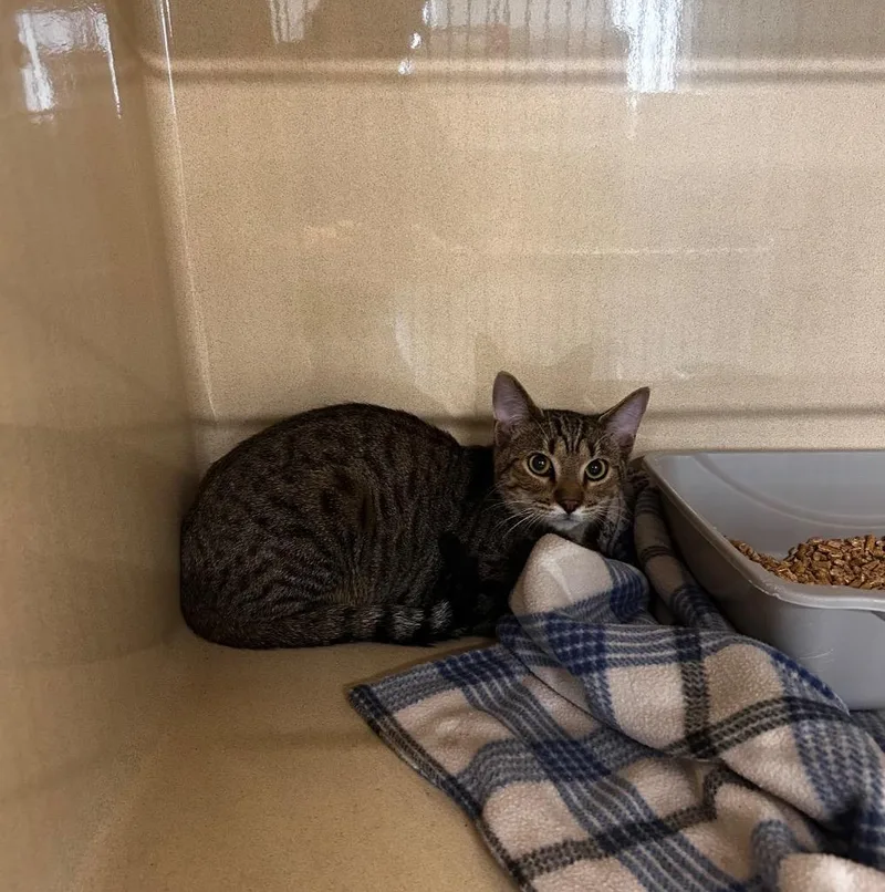 A young medium-sized male Domestic Short Hair cat named Master Swordmaker for adoption in Gautier, MS