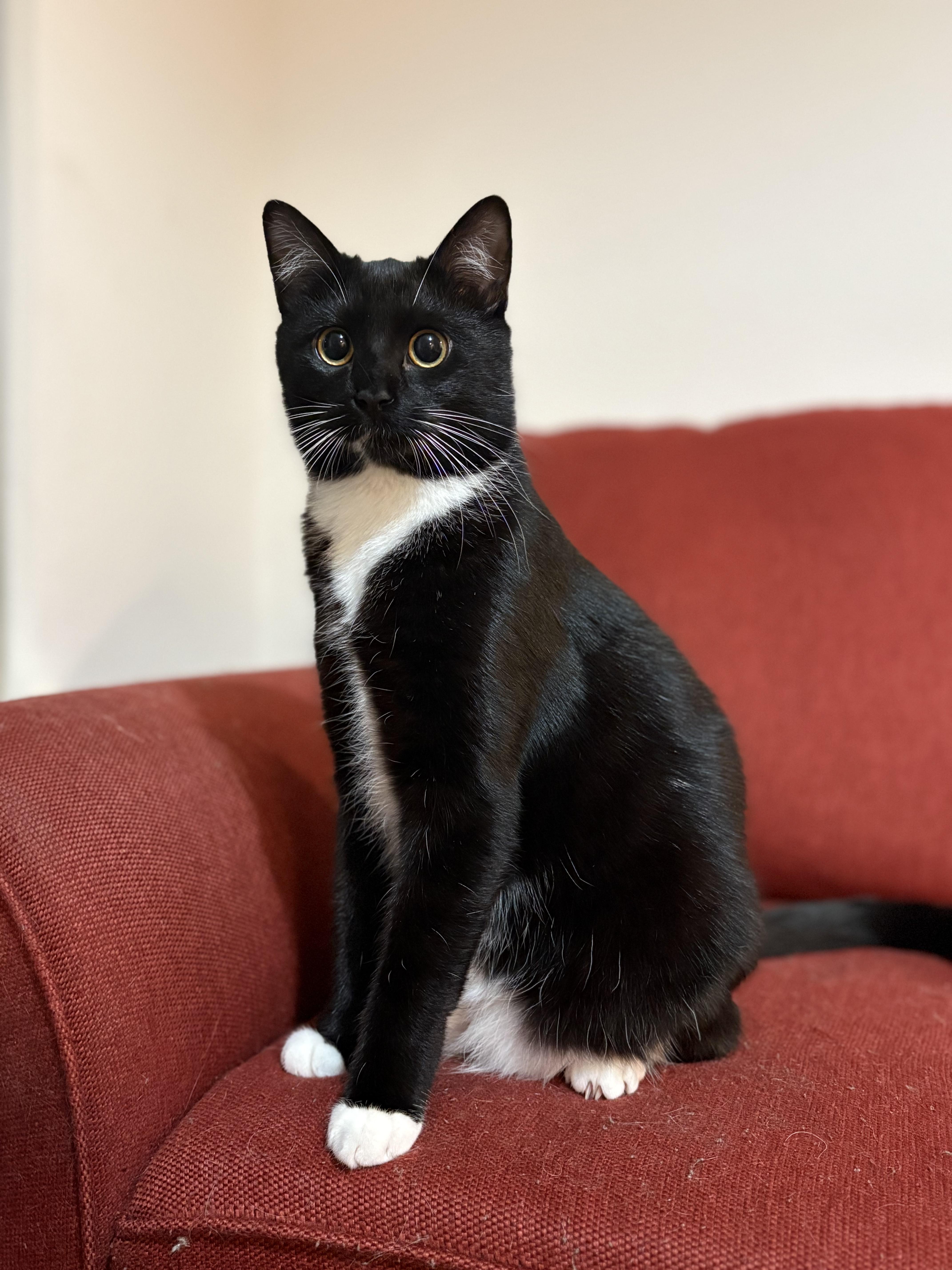 A baby small-sized female Black & White / Tuxedo Domestic Short Hair cat named Piko for adoption in Davis, CA