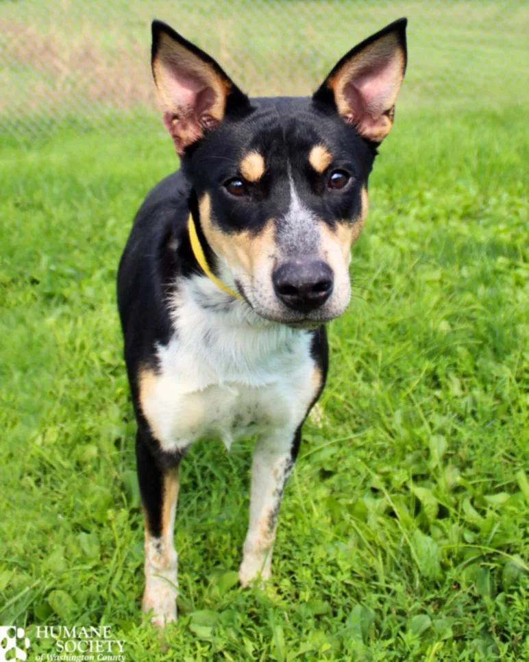A young large-sized male Australian Cattle Dog / Blue Heeler dog named Bud for adoption in Hagerstown, MD