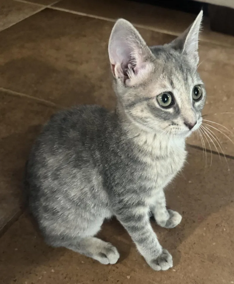 A young medium-sized female Tabby cat named Rosie C. for adoption in Frisco, TX