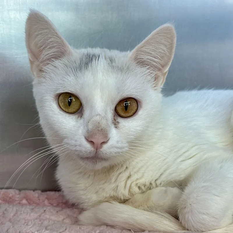 A young medium-sized female White Domestic Short Hair cat named Scarf for adoption in Matteson, IL