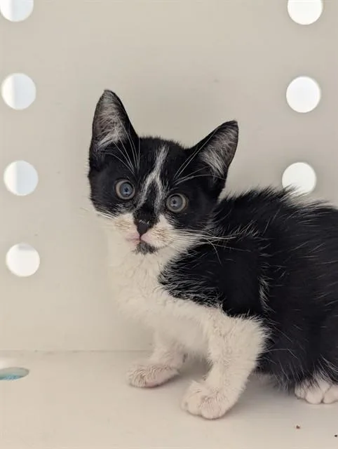 A baby small-sized female Domestic Short Hair cat named Cheza for adoption in Ontario, CA