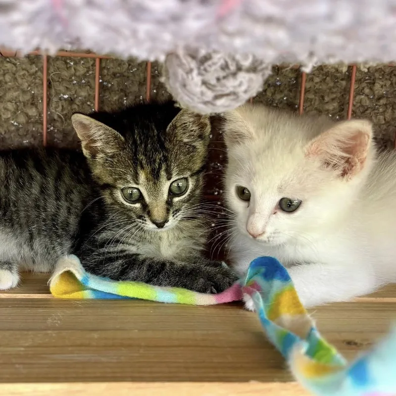 A baby small-sized female Brown / Chocolate Domestic Short Hair cat named Bocelli for adoption in Lutz, FL