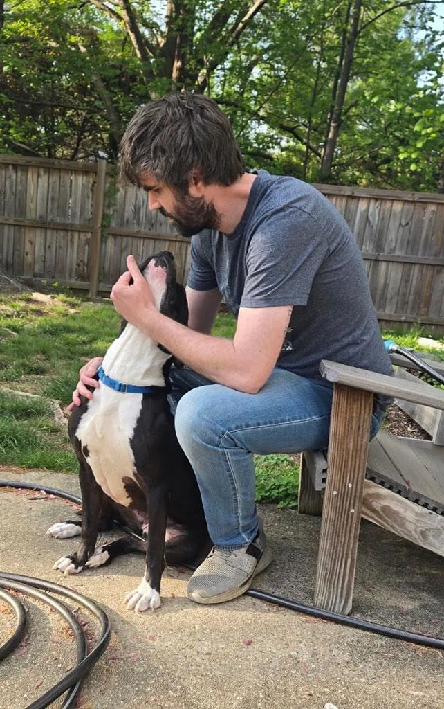 An adult medium-sized female American Staffordshire Terrier dog named Oreo for adoption in Bowie, MD