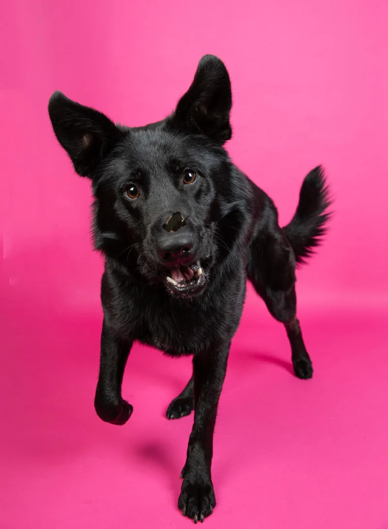 An adult medium-sized female German Shepherd Dog dog named Senshi for adoption in Franklin, TN