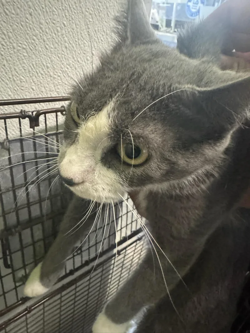 An adult large-sized female Domestic Short Hair cat named Storm for adoption in Los Angeles, CA