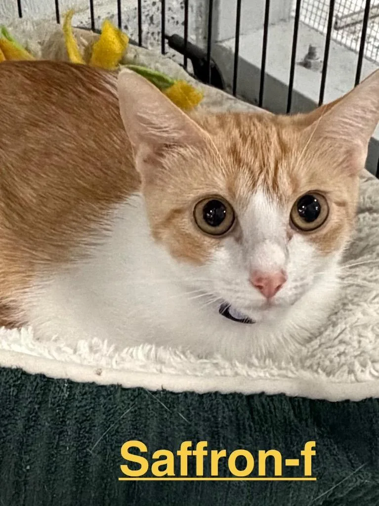 A baby small-sized female Tabby cat named Saffron for adoption in Brookhaven, MS