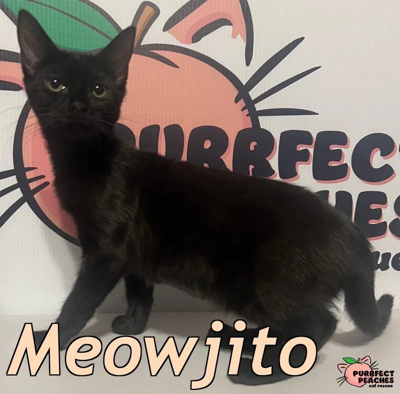 A baby medium-sized female Domestic Short Hair cat named Meowjito for adoption in Douglasville, GA