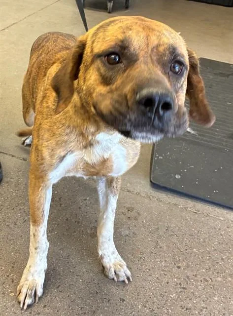A young large-sized female Pit Bull Terrier dog named Pancake for adoption in Mesa, AZ