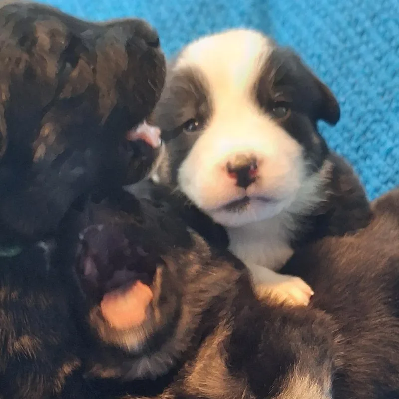 Papa John thumbnail 2