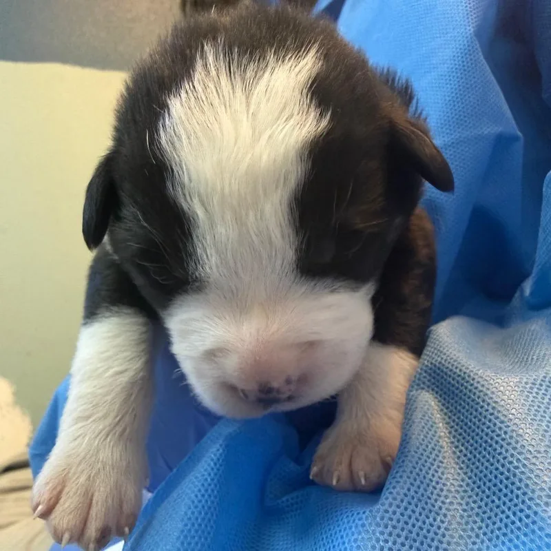 Papa John thumbnail 3