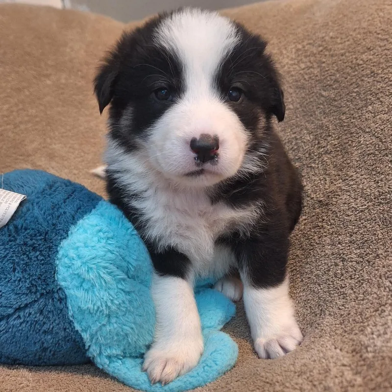 Papa John thumbnail 4