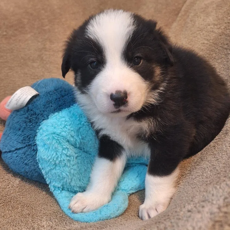 Papa John thumbnail 5