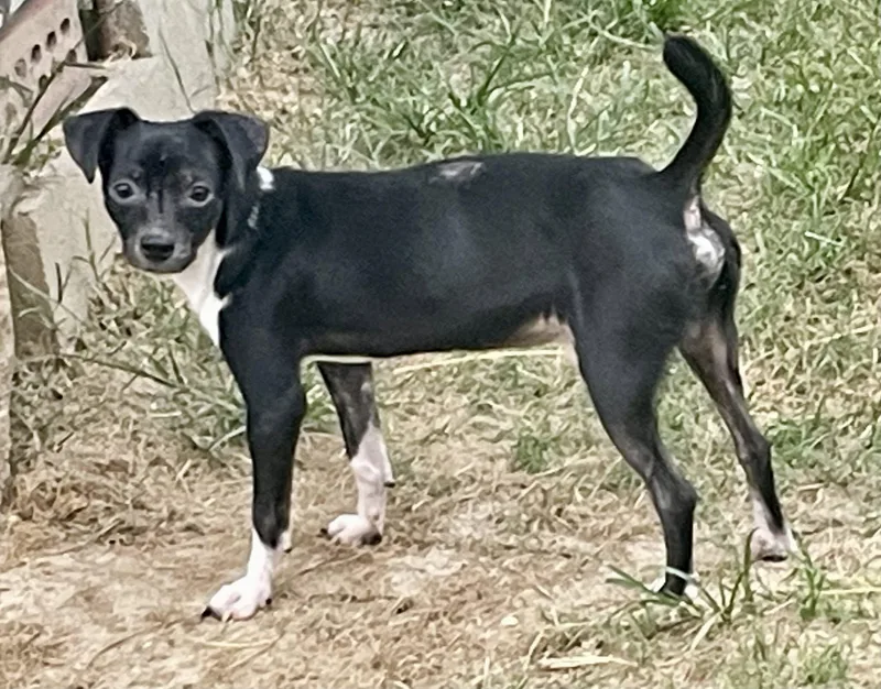 Samson