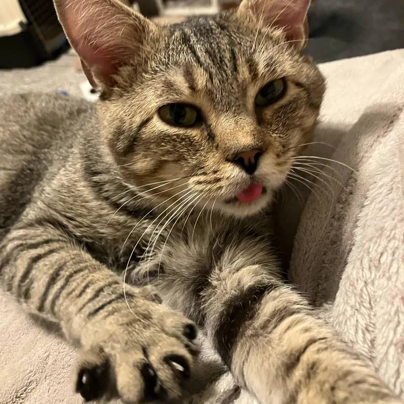 A young medium-sized male Tabby cat named Louie for adoption in Mt Pleasant, SC
