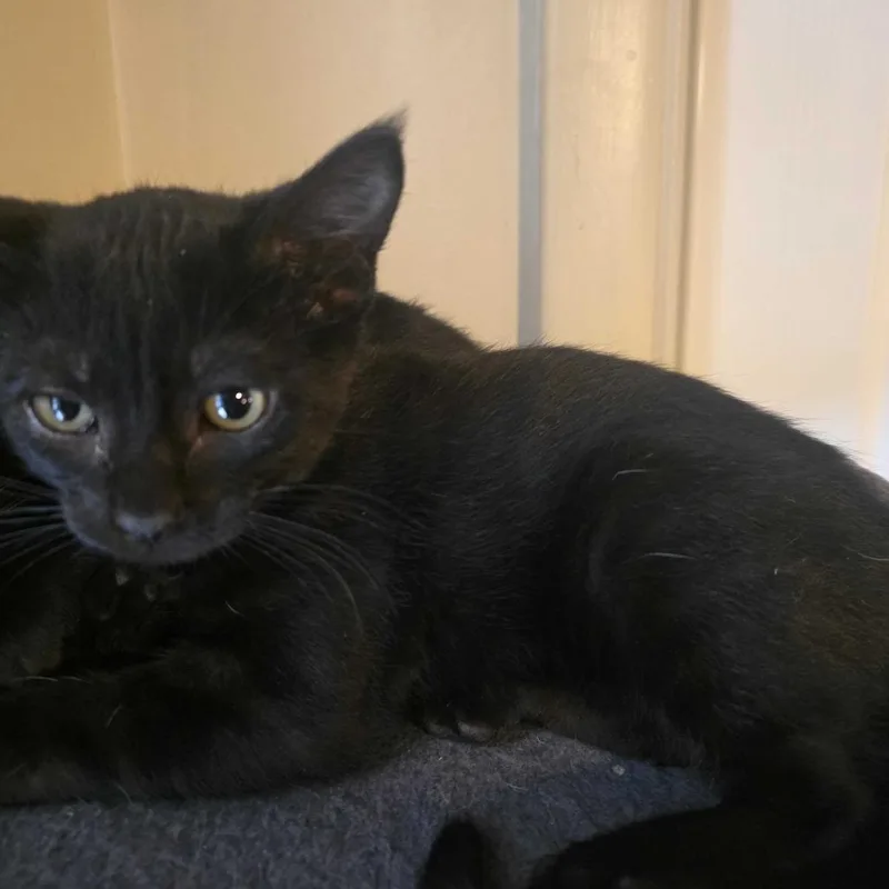 A baby small-sized female Black Domestic Short Hair cat named Echo for adoption in Grantsville, UT