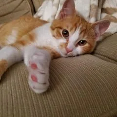 A young medium-sized male Orange & White Domestic Short Hair cat named Charlie for adoption in Philadelphia, PA