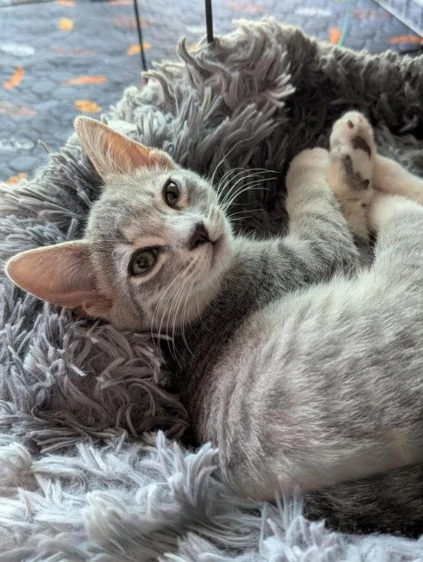 A baby small-sized female Domestic Short Hair cat named Snoball for adoption in Bonsall, CA