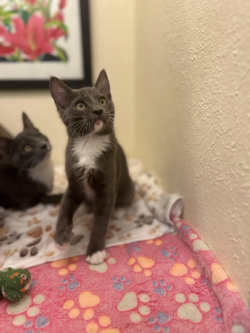 A baby small-sized female Gray & White American Shorthair cat named Fennel a gentle for adoption in The Dalles, OR