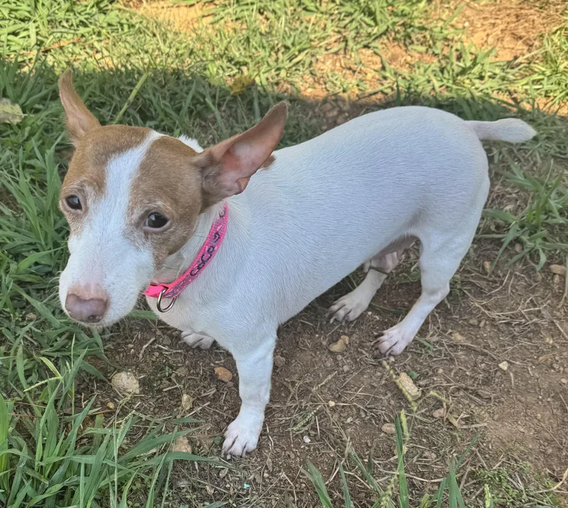 A senior small-sized female White / Cream Jack Russell Terrier dog named Coco for adoption in Calera, AL