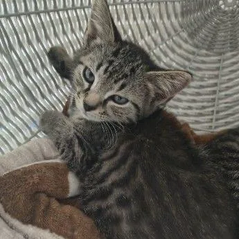 A baby small-sized male Gray / Blue / Silver Domestic Short Hair cat named Pudding for adoption in Buffalo, MN