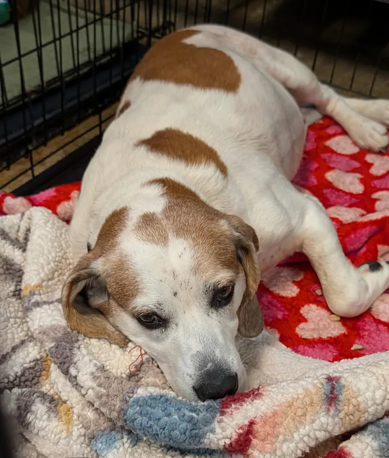 A senior medium-sized male White / Cream Basset Hound dog named Cooper for adoption in Marietta, OH