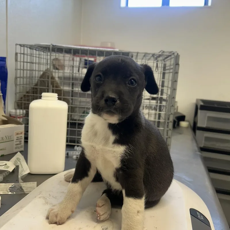 Cyndaquil thumbnail 2