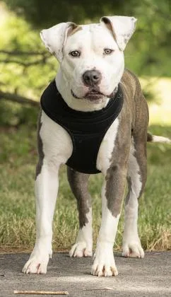 An adult medium-sized female Mixed Breed dog named Reina for adoption in Cincinnati, OH