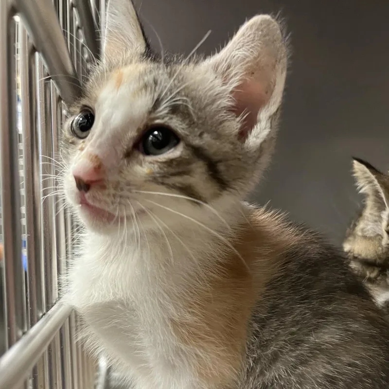 Blanquita thumbnail 2